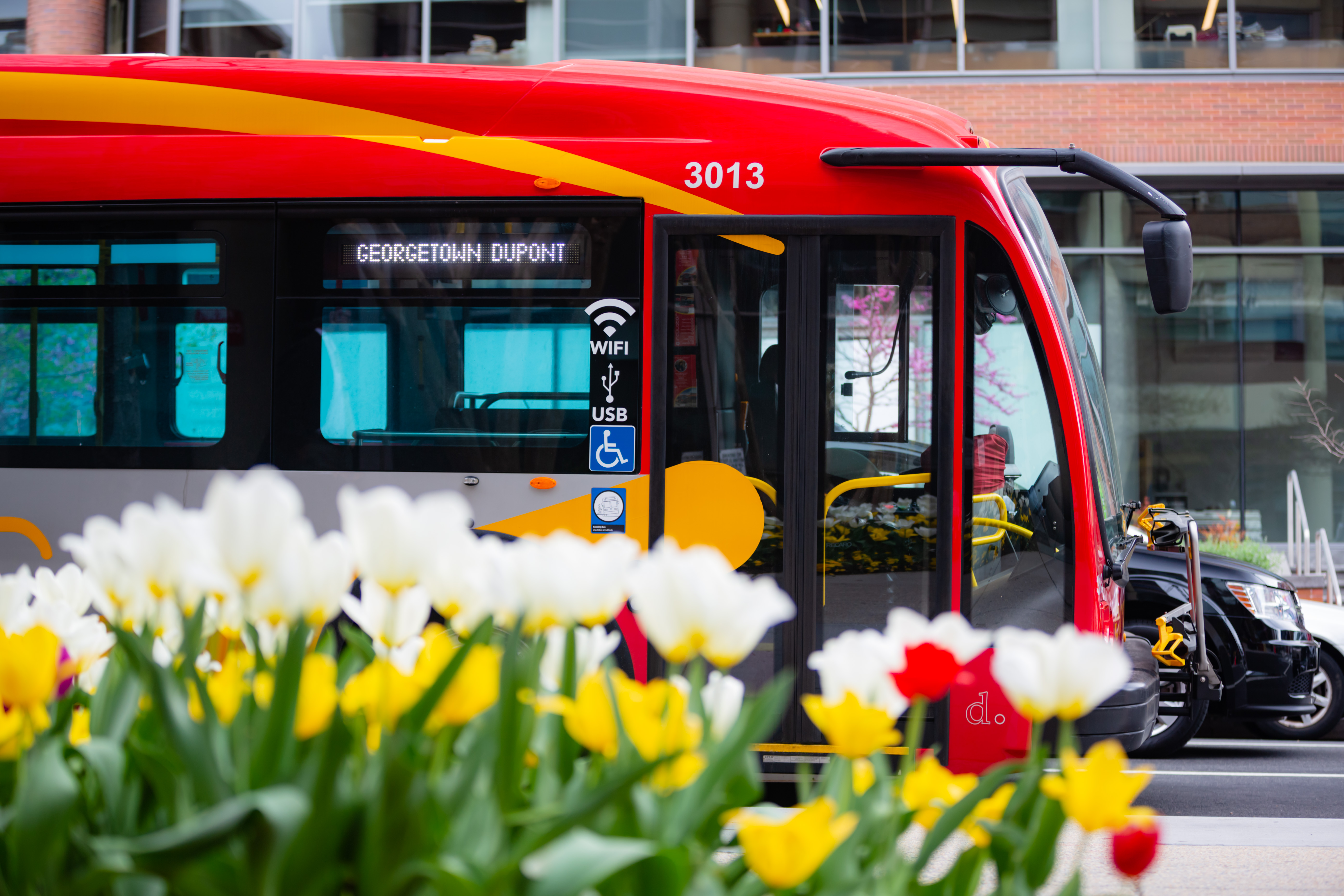 circulator bus passing tulips