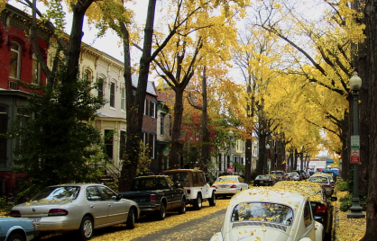 ginkgo tree lined street in DC