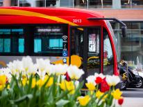 circulator bus passing tulips