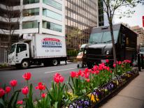 UPS and other delivery truck on tulip lined street