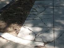 Sidewalk Repair - a cracked concrete city sidewalk and planting bed area prior to repair