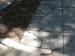 Sidewalk Repair - a cracked concrete city sidewalk and planting bed area prior to repair